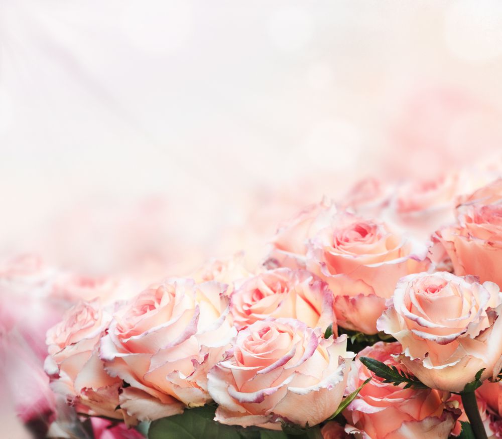 tipos de rosas